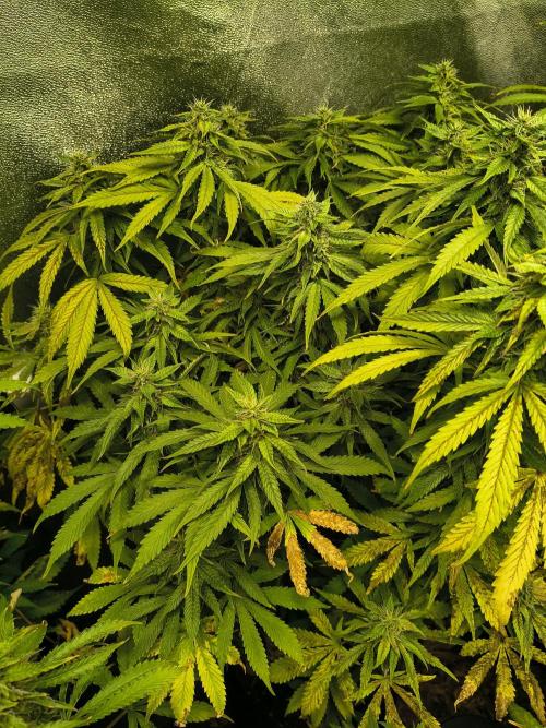 PM Auto. Week 11 - this one had a ph drift. så it is a week or 2 after.. 