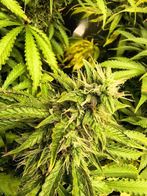 PM Auto. Week 11