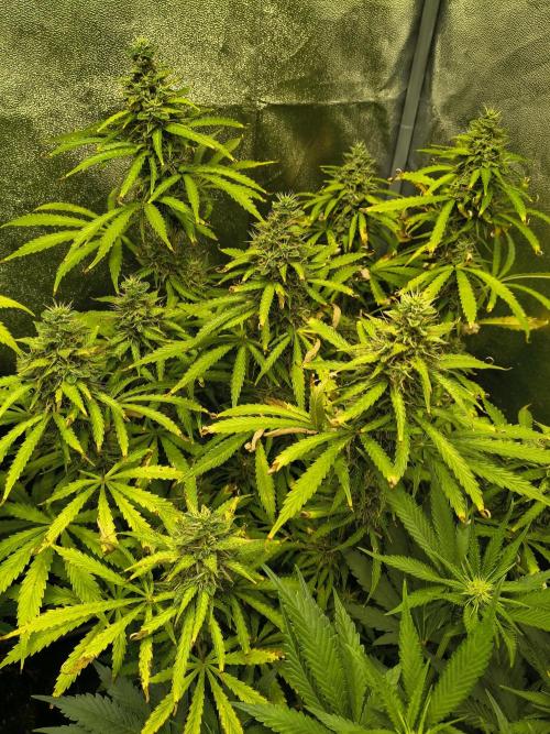 PM Auto. Week 11