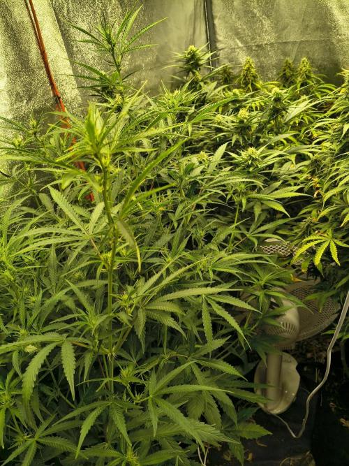 Banana Purple Punch , Gelato. Week 7 - Oh yes . sativa 