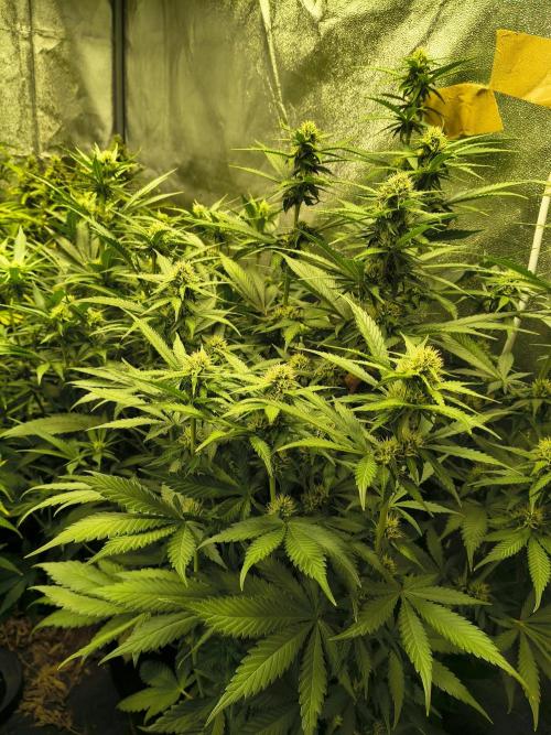 Banana Purple Punch , Gelato. Week 7