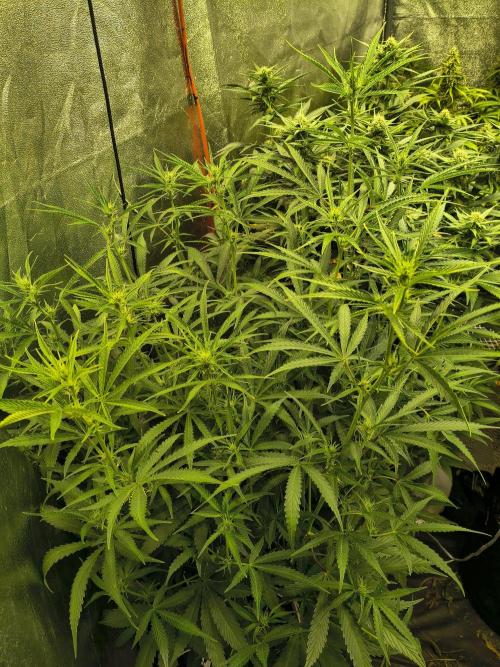 Banana Purple Punch , Gelato. Week 7