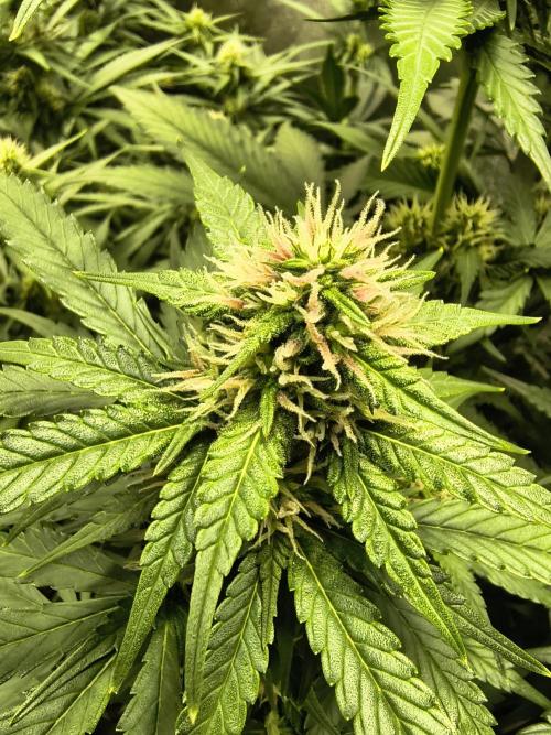 Banana Purple Punch , Gelato. Week 7 - i little pink 🔥♥️