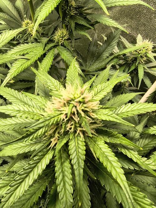 Banana Purple Punch , Gelato. Week 7