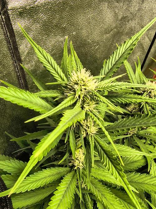 Banana Purple Punch , Gelato. Week 7