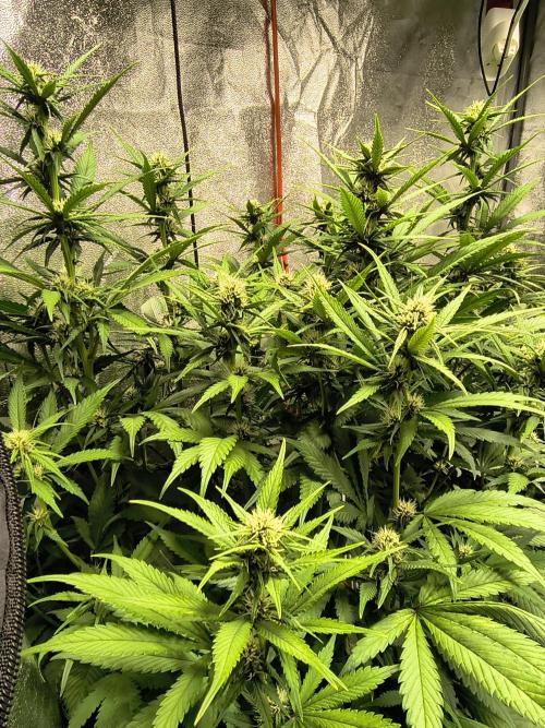 Banana Purple Punch , Gelato. Week 7