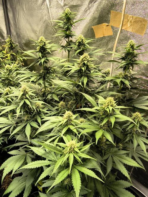 Banana Purple Punch , Gelato. Week 7