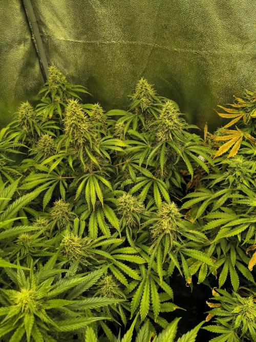 PM Auto. Week 12