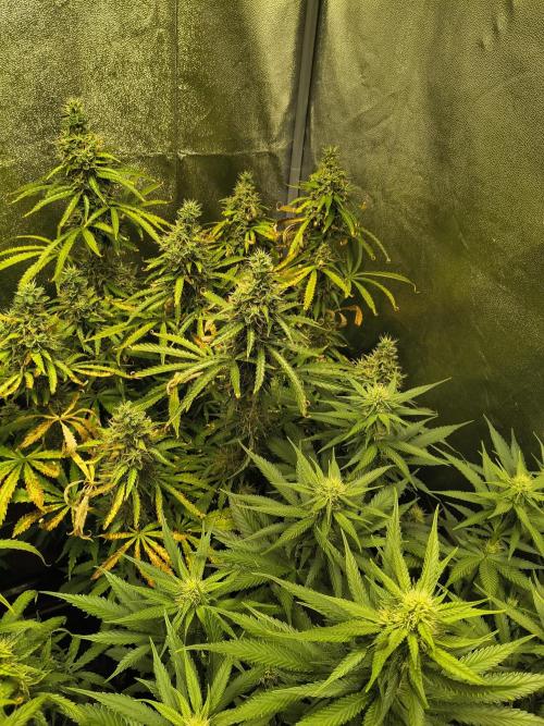 PM Auto. Week 12