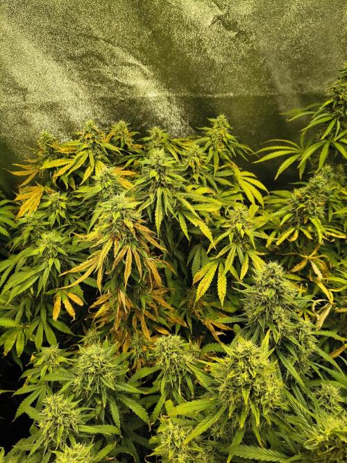 PM Auto. Week 12
