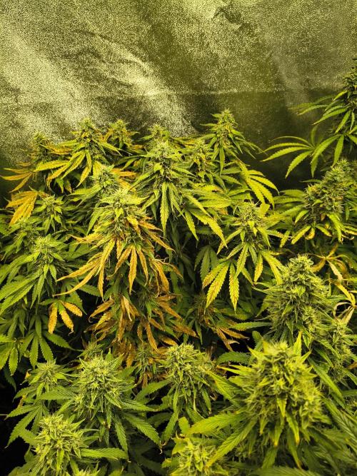 PM Auto. Week 12