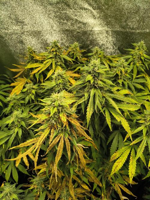 PM Auto. Week 12 - so bad looking, cause of the ph drift a couple of weeks ago.. but i hope its getting there 