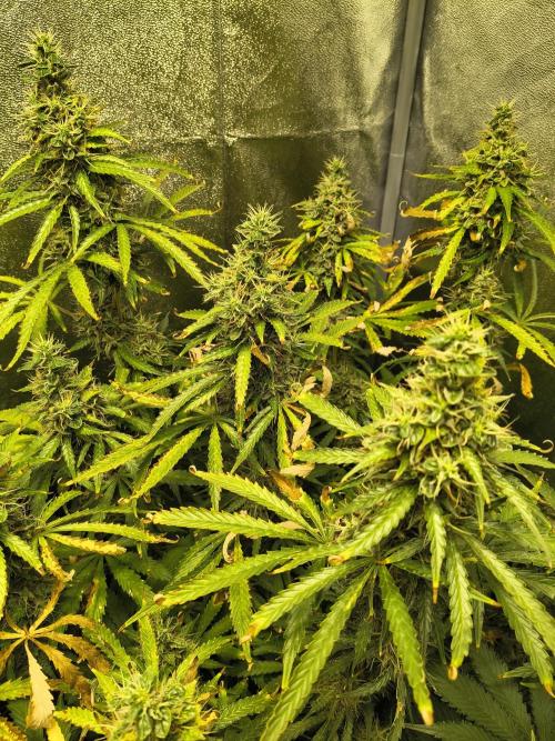 PM Auto. Week 12