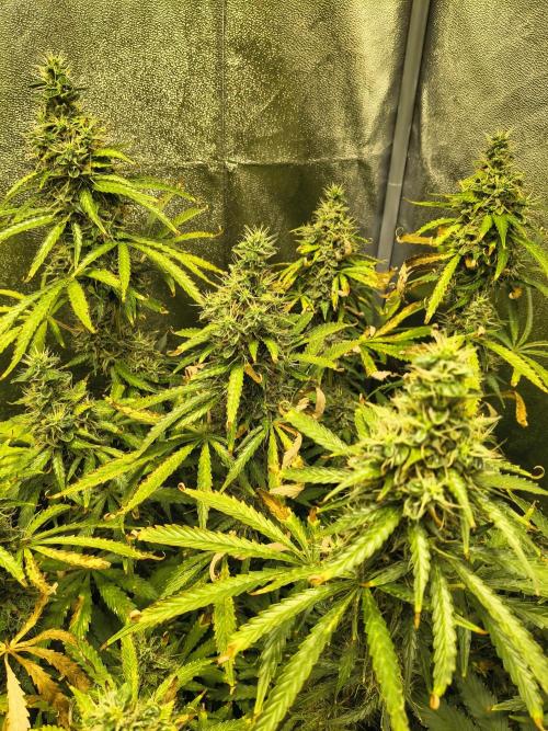 PM Auto. Week 12