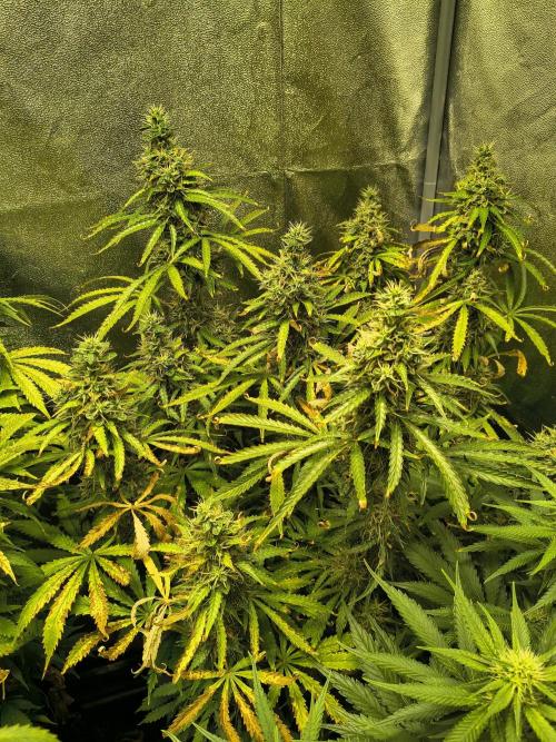 PM Auto. Week 12