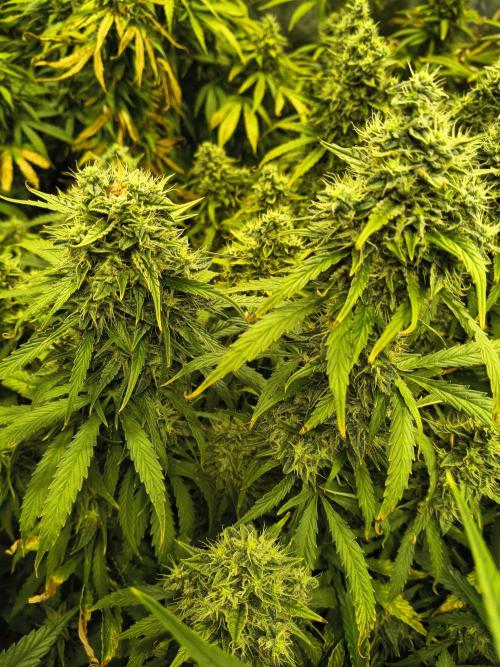 PM Auto. Week 12