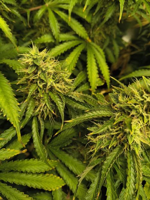 PM Auto. Week 12