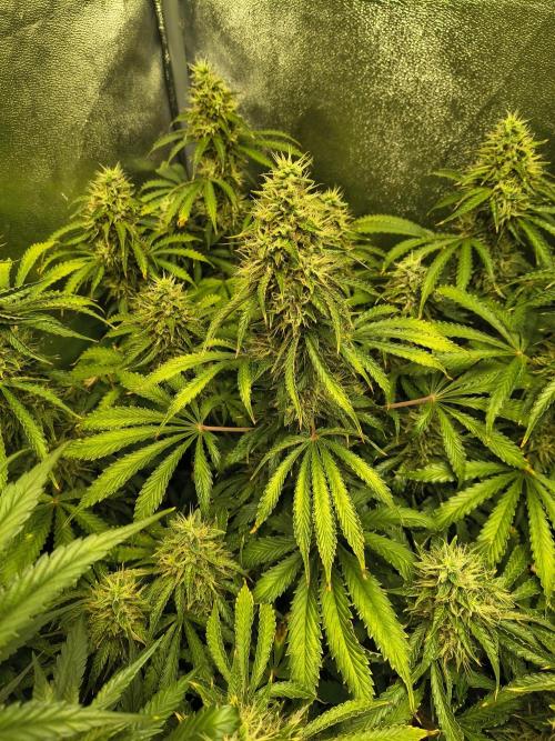 PM Auto. Week 12