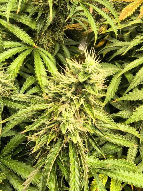 PM Auto. Week 12