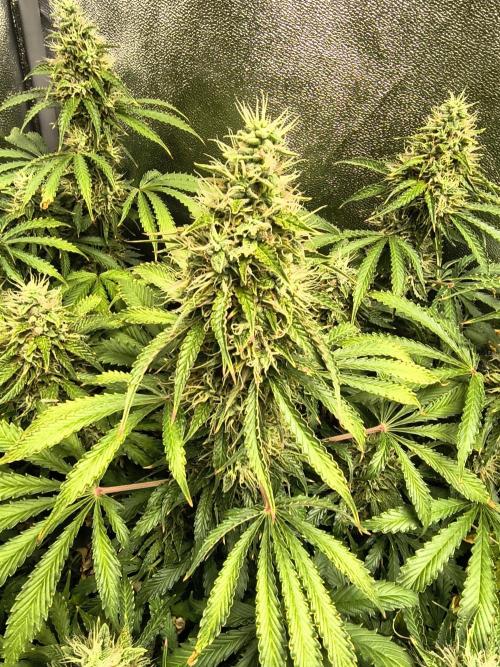 PM Auto. Week 12