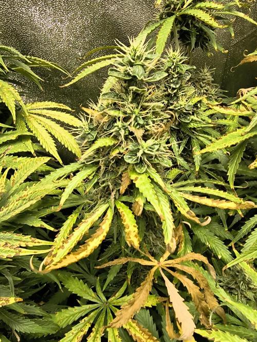 PM Auto. Week 12