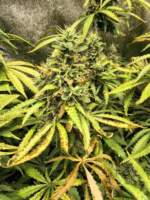 PM Auto. Week 12