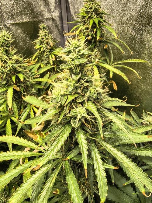 PM Auto. Week 12