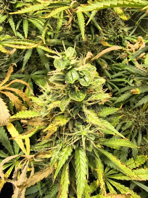 PM Auto. Week 12