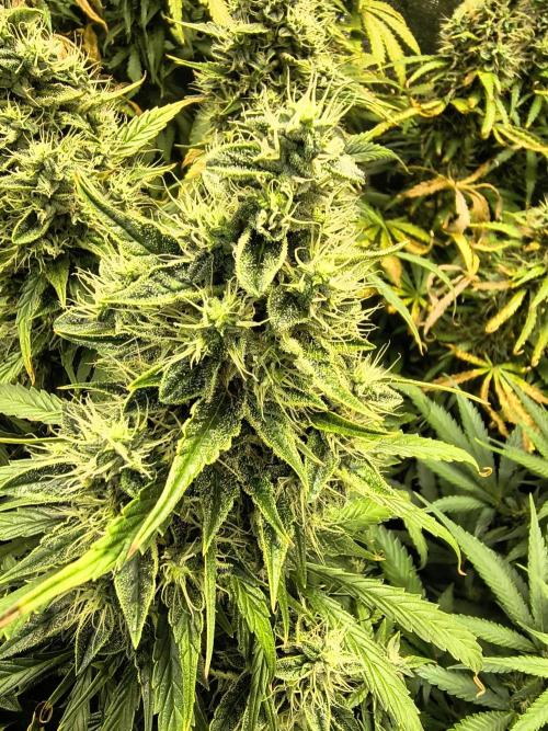 PM Auto. Week 12