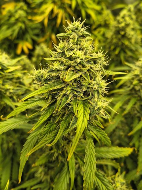 PM Auto. Week 12