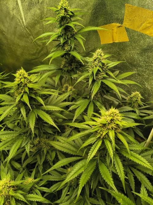 Banana Purple Punch , Gelato. Week 7