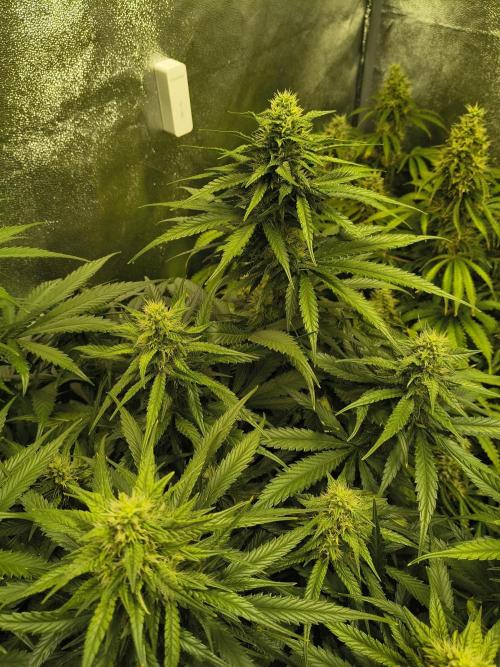 Banana Purple Punch , Gelato. Week 7
