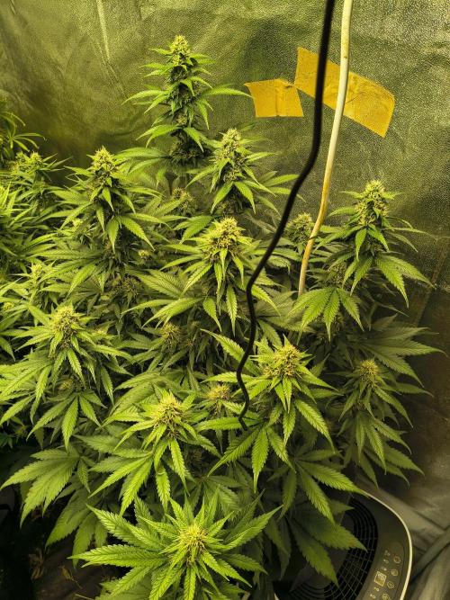 Banana Purple Punch , Gelato. Week 7
