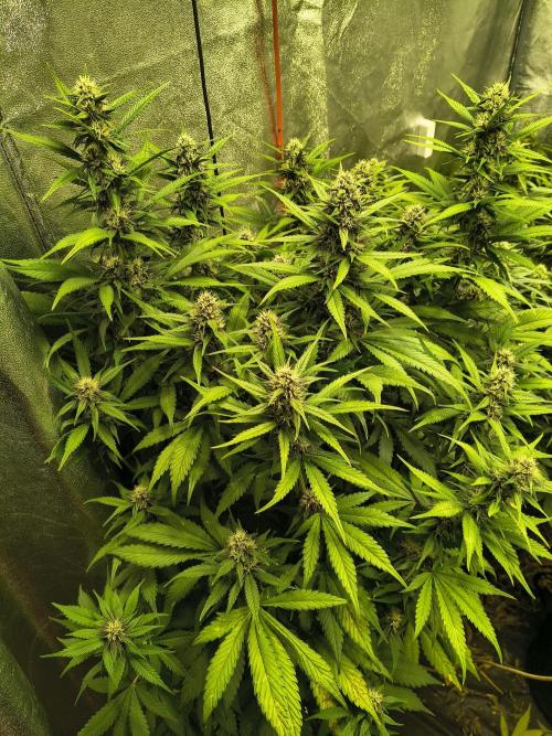 Banana Purple Punch , Gelato. Week 7
