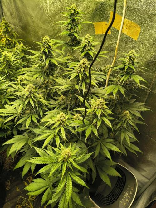 Banana Purple Punch , Gelato. Week 7