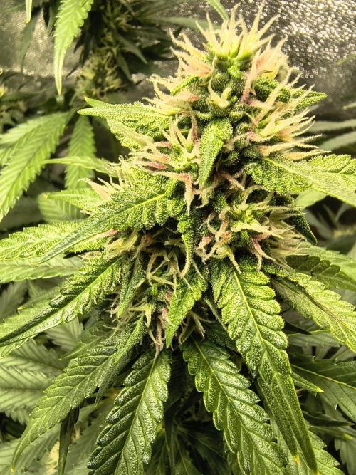 Banana Purple Punch , Gelato. Week 7