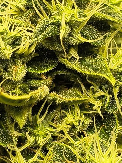 PM Auto. Week 12