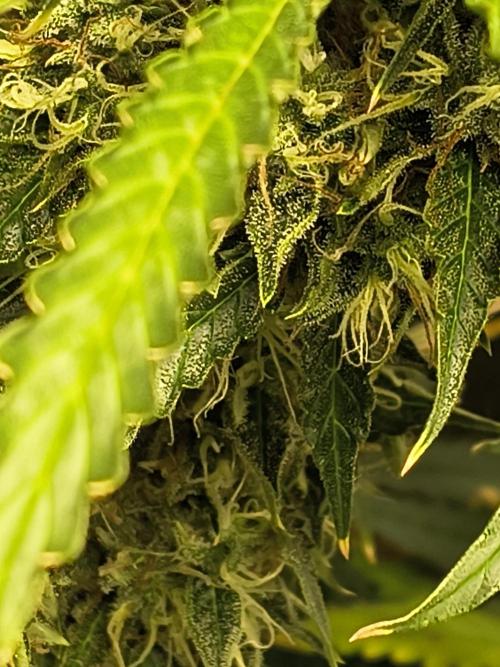 PM Auto. Week 12