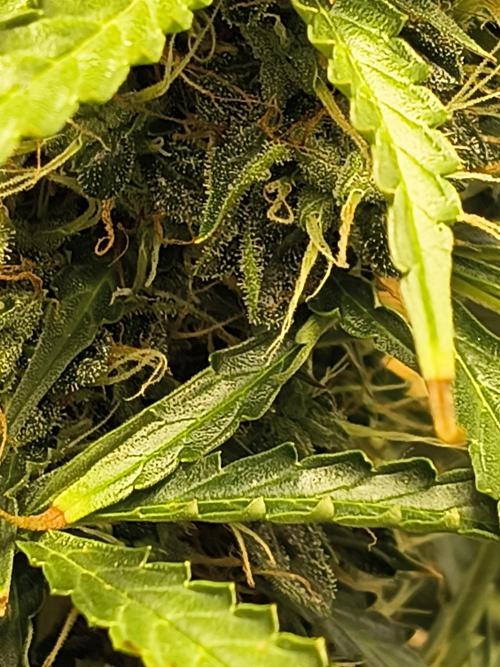 PM Auto. Week 12