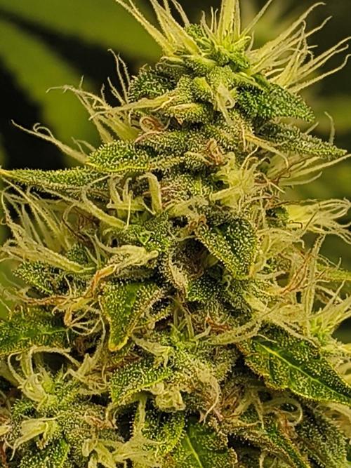 PM Auto. Week 12
