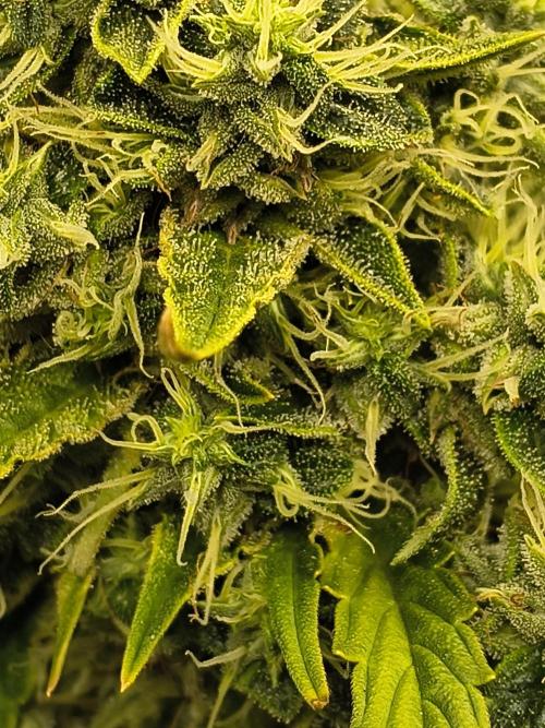 PM Auto. Week 12