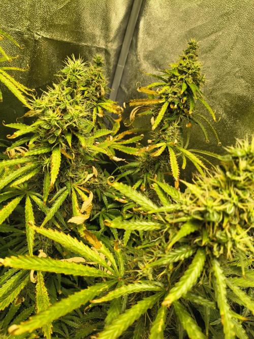 PM Auto. Week 12