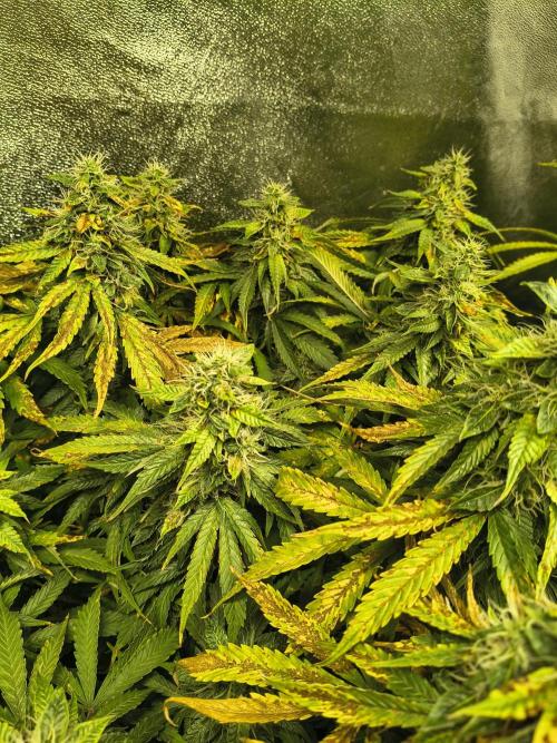 PM Auto. Week 12