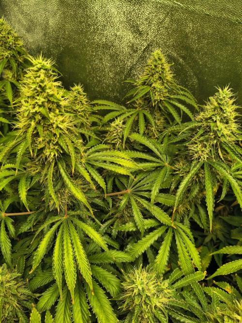 PM Auto. Week 12