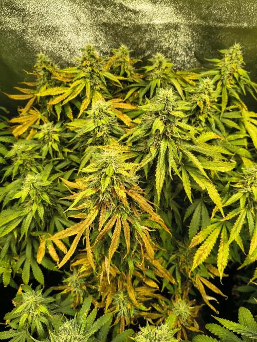 PM Auto. Week 12
