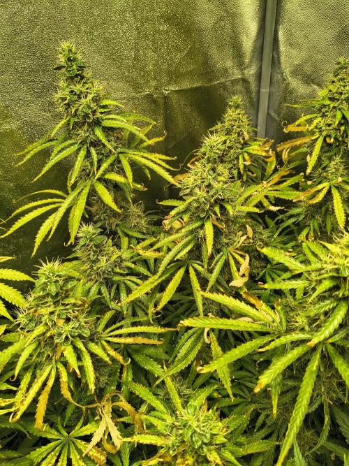 PM Auto. Week 12
