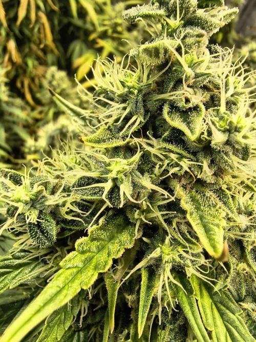 PM Auto. Week 12
