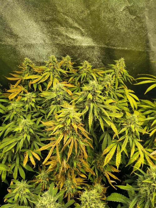 PM Auto. Week 12