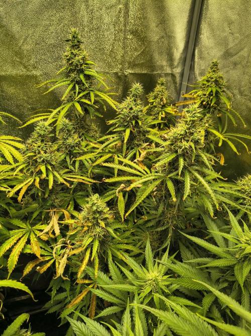 PM Auto. Week 12