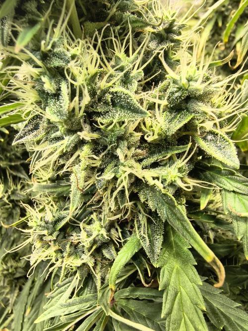 PM Auto. Week 12